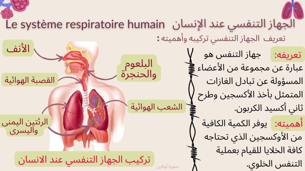 الجهاز التنفسي عند الإنسان
