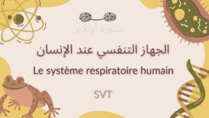تحميل عرض ppt ومستند PDF لدرس الجهاز التنفسي عند الإنسان (Le système respiratoire) مادة SVT. العرض جاهز ومجاني على منصة سبورة أونلاين.